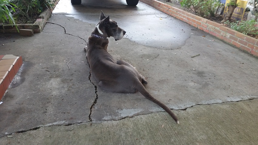 I'd also like a Great Dane again; had one as a child. This is a pic of him.