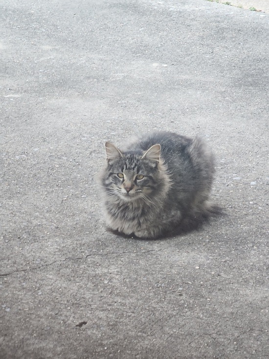 I'd like a cat that reminds of this stray that hung out by house a few years ago.